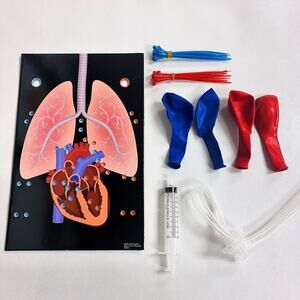 Little Passports Science Expeditions Heart And Lungs Model New Kids